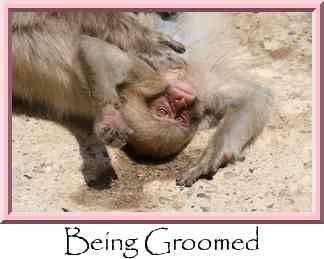 Being Groomed Thumbnail