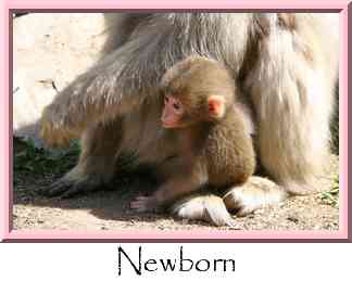 Newborn Thumbnail