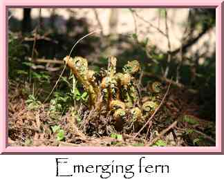 Emerging fern Thumbnail