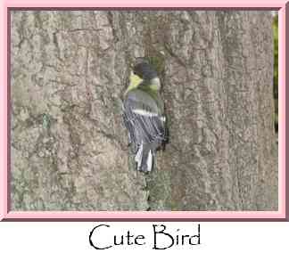 Cute Bird Thumbnail