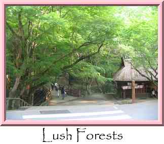 Lush Forests Thumbnail