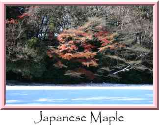 Japanese Maple Thumbnail