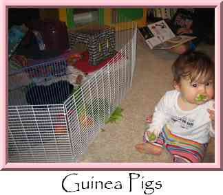 Guinea Pigs Thumbnail