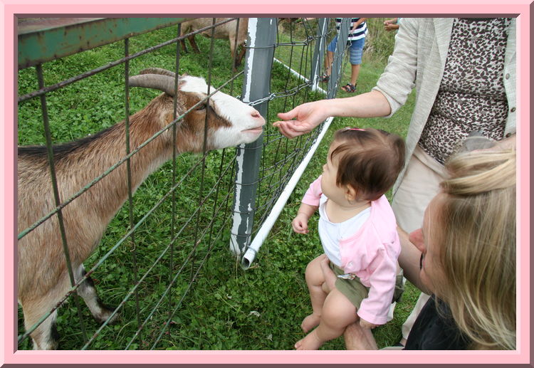 Feeding Goats