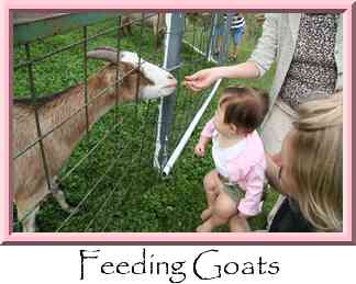 Feeding Goats Thumbnail