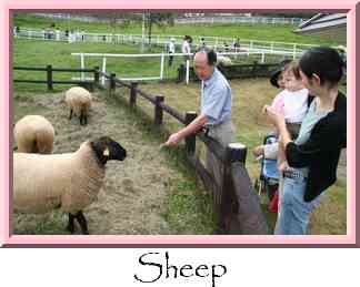 Sheep Thumbnail
