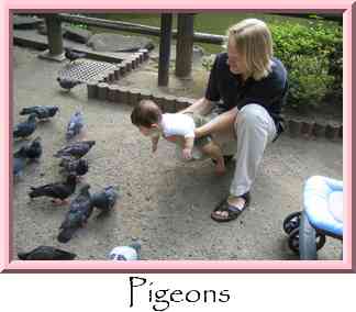 Pigeons Thumbnail