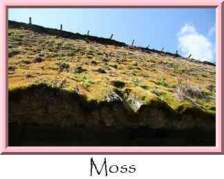 Moss Thumbnail