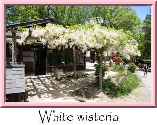 White wisteria Thumbnail