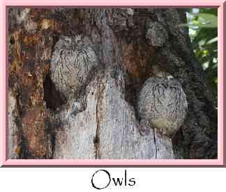 Owls Thumbnail