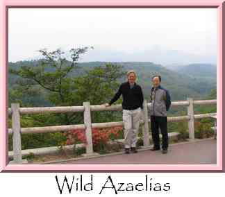 Wild Azaelias Thumbnail