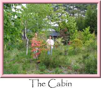 The Cabin Thumbnail