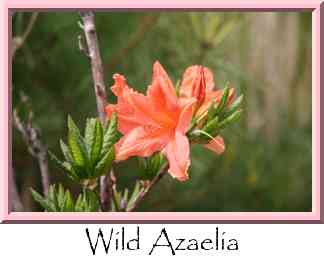 Wild Azaelia Thumbnail
