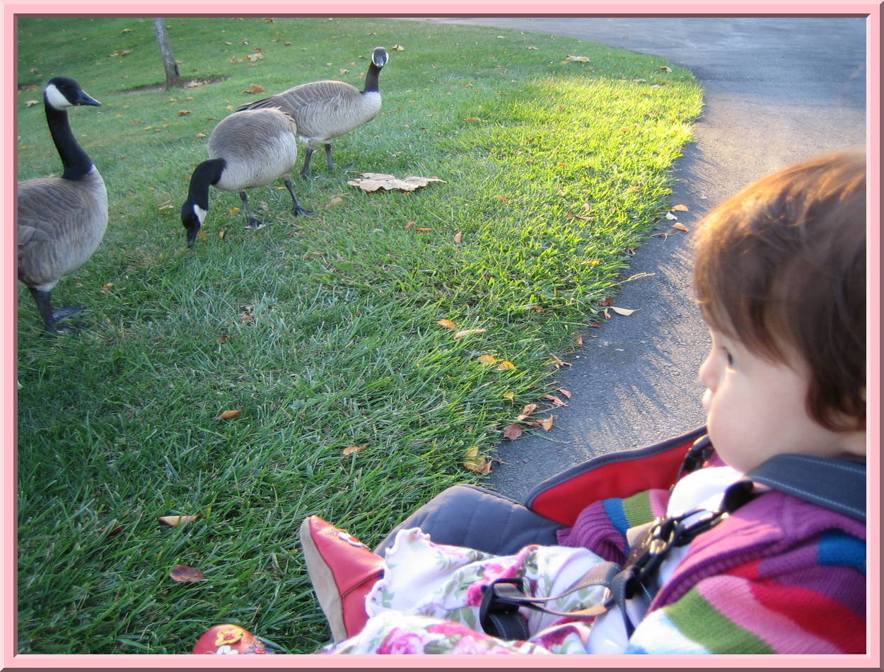 Watching Geese