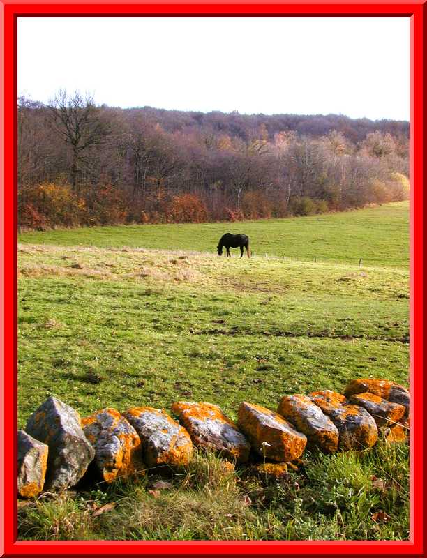 Grazing Horse