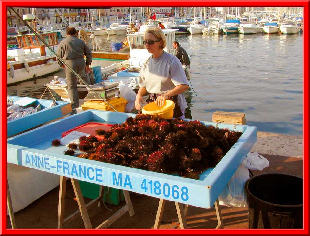 Sea Urchins