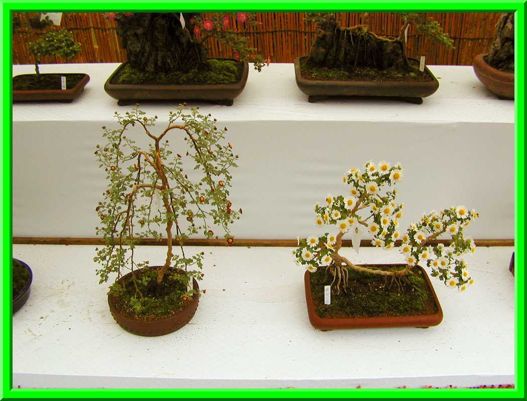 More Flower Bonsai