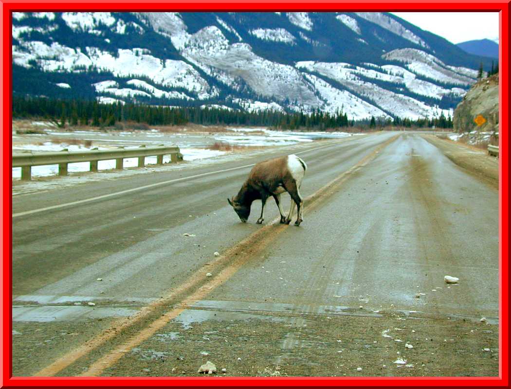 Mountain Sheep