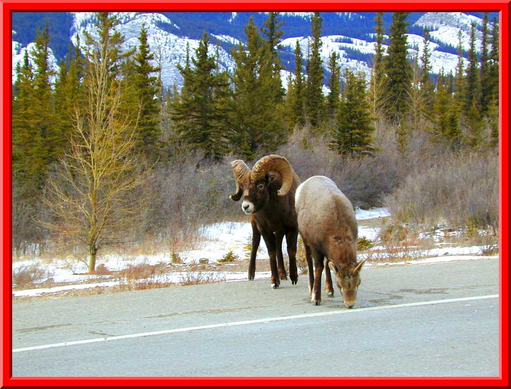 Mountain Sheep