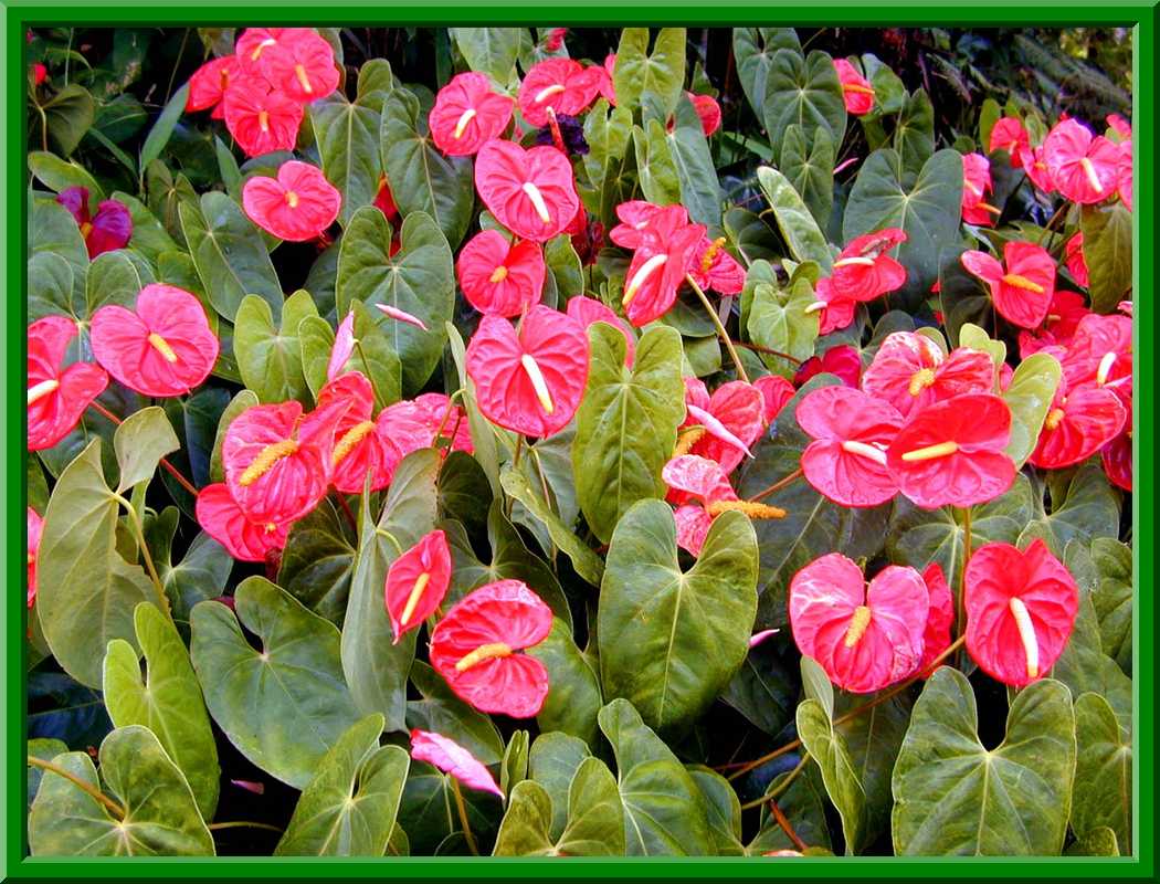 Anthuriums