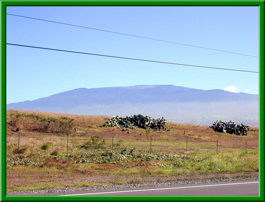 Hawaii Cactus