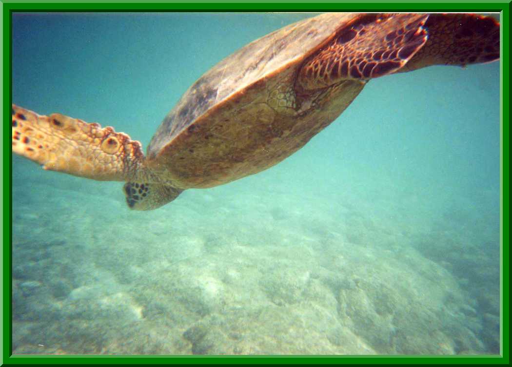 Sea Turtle