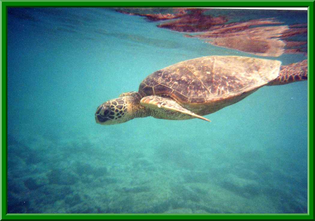 Sea Turtle