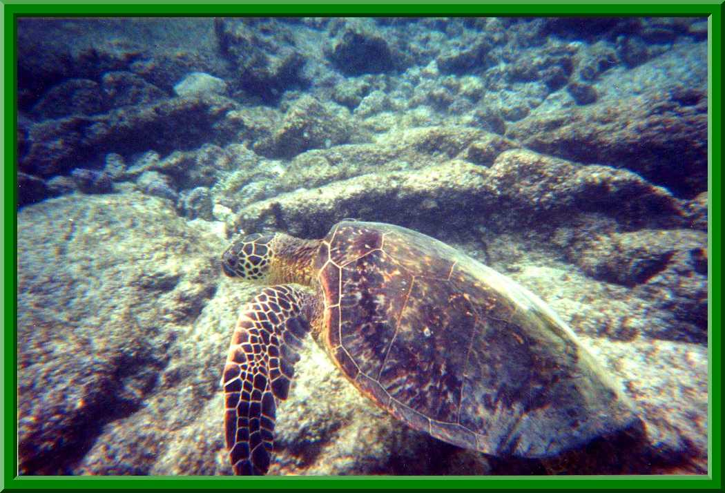 Sea Turtle